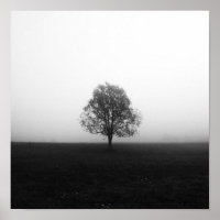 Árvore solitário em preto e branco de nevoeiro