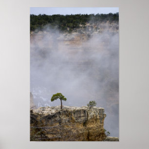 Poster Árvore Solitário Grand Canyon