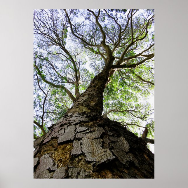 Pôster Árvore Terrestre (Frente)