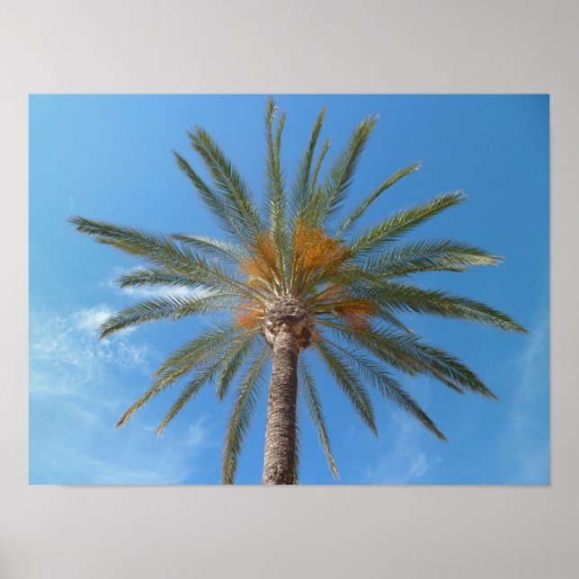 Poster Árvore Tropical de Palma e Céu Azul (Frente)