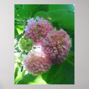 Pôster Árvore tropical do Hydrangea