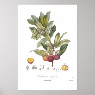 Pôster Árvore unedo-Stawberry do Arbutus