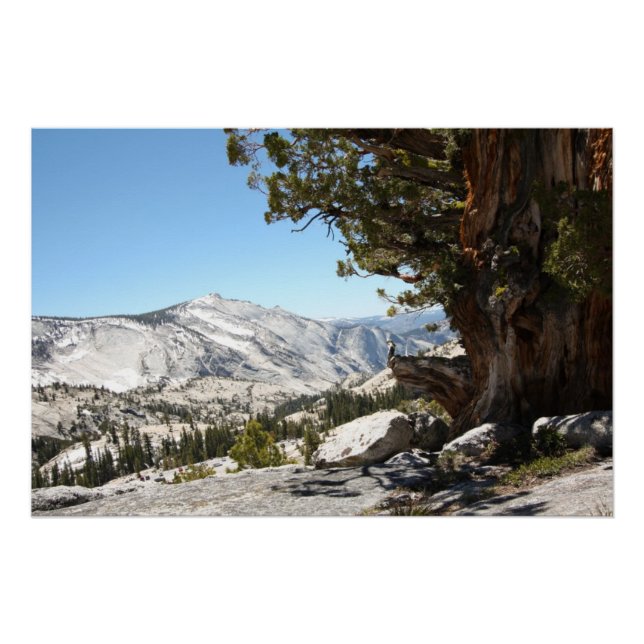 Pôster Árvore Velha no Parque Nacional de Yosemite (Frente)