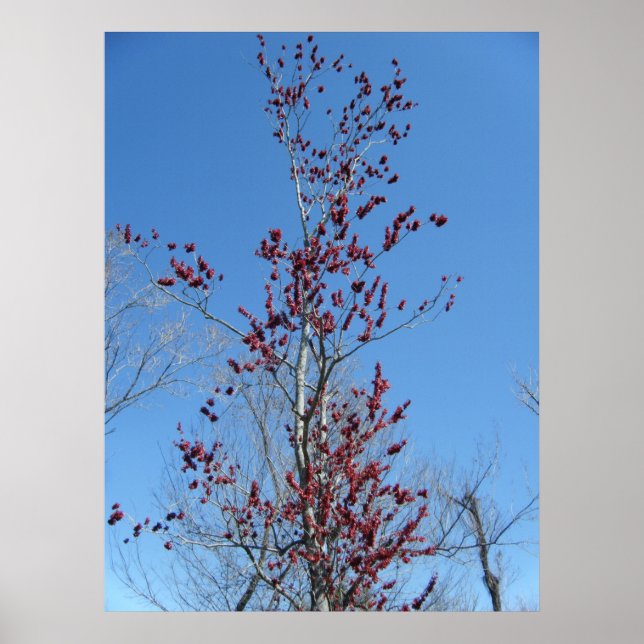 Pôster Árvore Vermelha Colorida de 4 de março (Frente)