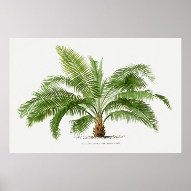 Poster Árvore Vintage Palm, Ilustração (Frente)