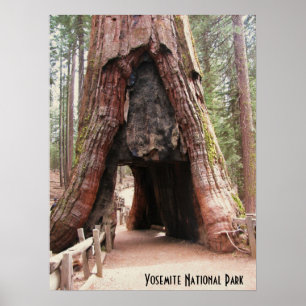 Pôster Árvore Yosemite do túnel