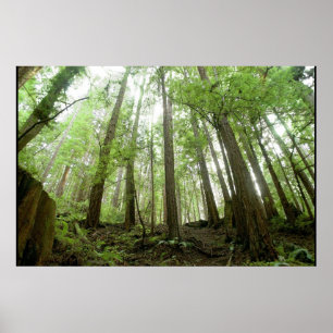 Poster árvores