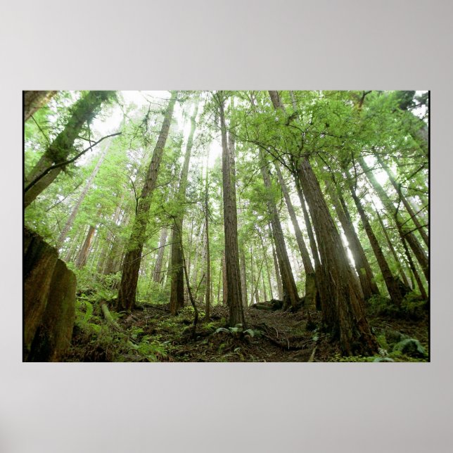 Poster árvores (Frente)