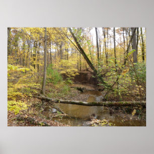 Pôster Árvores amarelas do outono no córrego