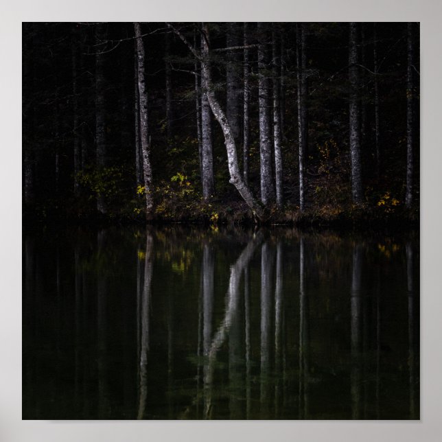 Poster Árvores brancas refletindo no lago (Frente)