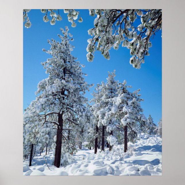 Poster Árvores cobertas de neve nas montanhas Laguna (Frente)