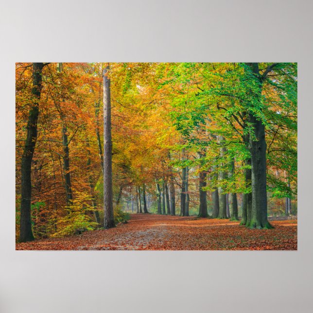 Poster Árvores com folhagem de outono em uma floresta (Frente)