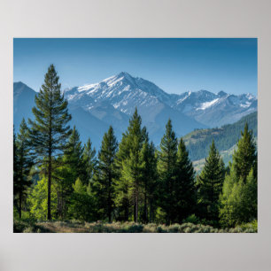 Poster Árvores Coníferas com Fundo de Montanha