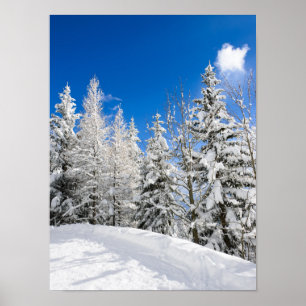 Pôster Árvores da neve sob um céu azul claro