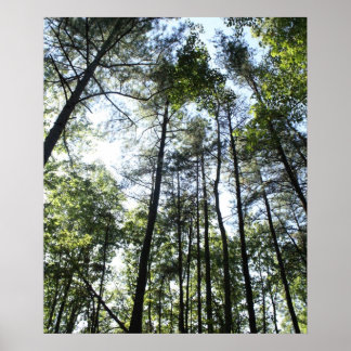 Poster Árvores de água larga ao sol