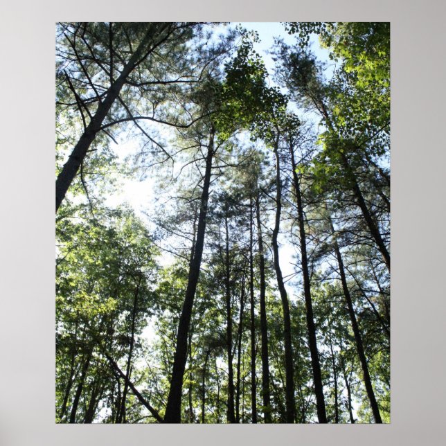Poster Árvores de água larga ao sol (Frente)