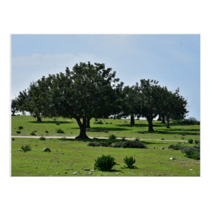 Pôster Árvores de alfarroba na península de Akamas, em Ch