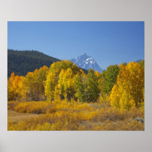 Poster Árvores de aspen com a serra de Teton