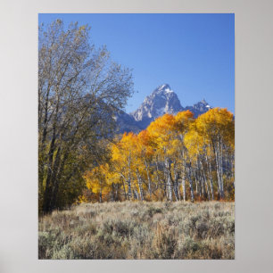Poster Árvores de aspen com a serra de Teton