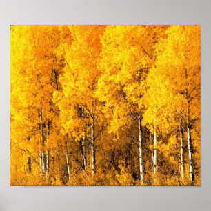 Poster Árvores de Aspen em Colorado
