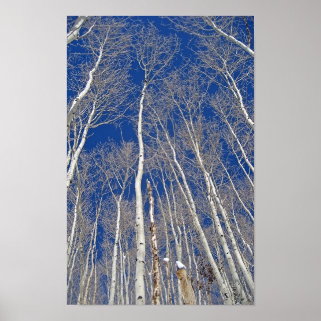 Pôster Árvores de Aspen Inverno (Frente)