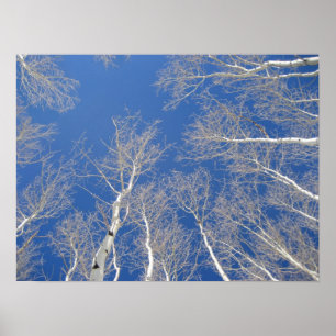 Pôster Árvores de Aspen Inverno