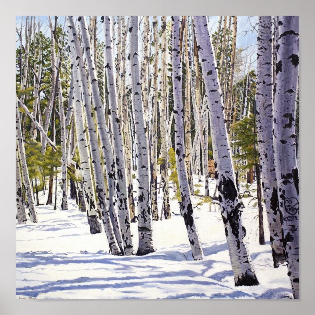 Poster Árvores de Aspen na Floresta (Frente)