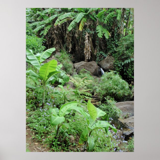 Pôster Árvores de Banana Selvagens (Frente)