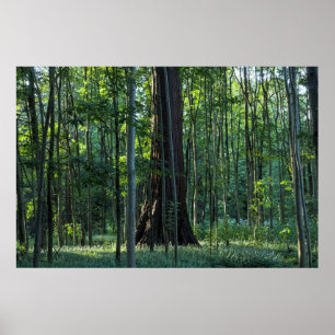 Poster Árvores de Bétula e Faia com Árvore Redwood
