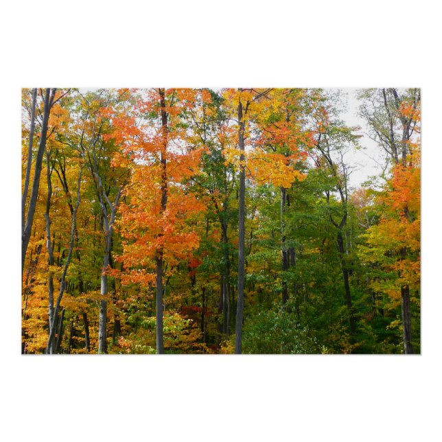 Pôster Árvores de Bordo Outono Fotografia da Natureza (Frente)