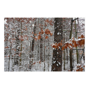 Pôster Árvores de carvalho cobertas por neve Fotografia