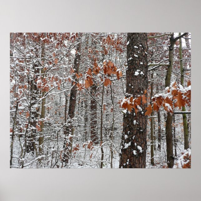 Poster Árvores de carvalho cobertas por neve Fotografia d (Frente)