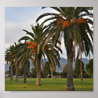 Pôster Árvores de Data Deliciosas