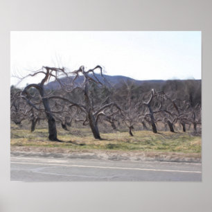 Pôster Árvores De Maçã Em Pintura Fotográfica De Óle