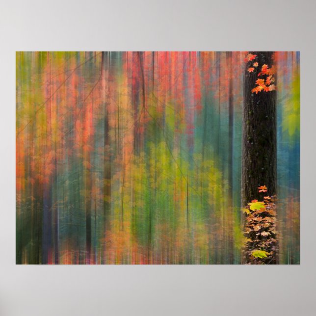 Poster Árvores de Mapeamento | Silver Falls State Park (Frente)