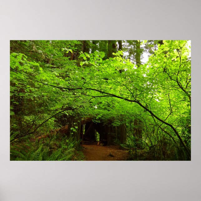 Poster Árvores de Maple na Floresta de Redwood (Frente)