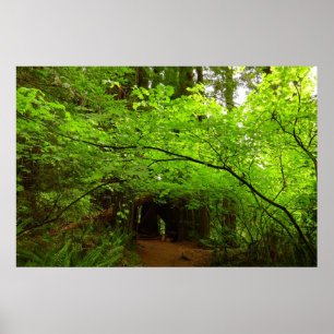 Poster Árvores de Maple na Floresta Sequoia