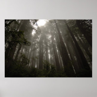 Pôster Árvores de Mistério