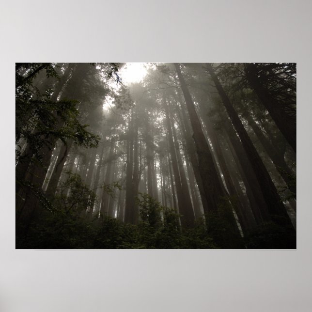 Pôster Árvores de Mistério (Frente)