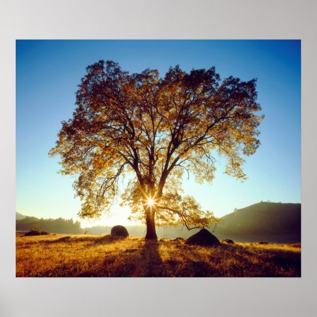 Pôster Árvores de Oak Pretos | Floresta Nacional de Cleve (Frente)