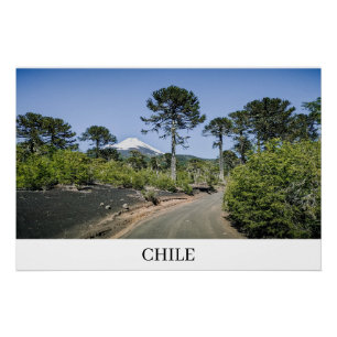 Pôster Árvores de pinheiro-manso perto de vulcão no Chile