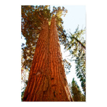 Árvores de Sequoia Casal Fiéis, Yosemite