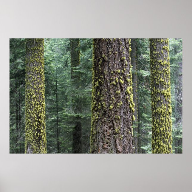 Poster Árvores de sequóia gigante na floresta, Sequoia e (Frente)