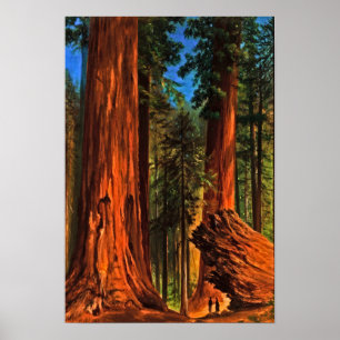 Poster Árvores de Sequoias Vermelhas Gigantes do Vale do