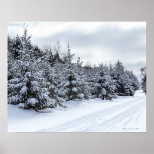 Pôster Árvores e estrada verdes na neve