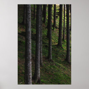 Poster Árvores e musgo verde
