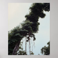 Árvores e vinhas na selva