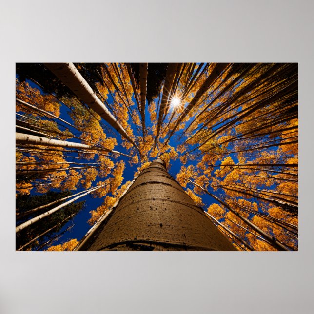 Poster Árvores em Flagstaff, Arizona (Picos de São Franci (Frente)