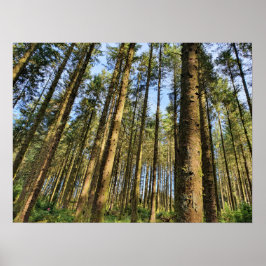 Poster Árvores Florestais