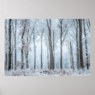 Poster Árvores florestais de inverno #21